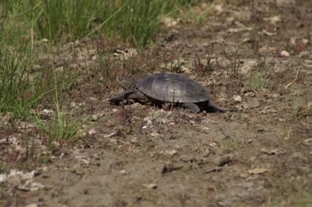 雄性欧洲泽龟 (Emys orbicularis， ♂)