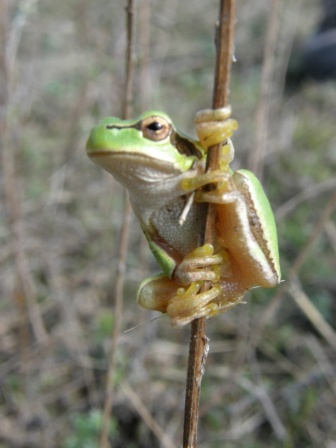 欧洲树蛙 (Hyla arborea)，2010.9.20，格林杜基杜