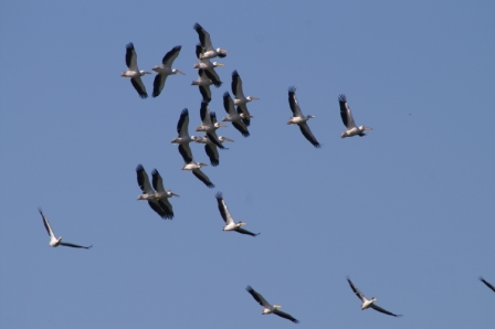 Pélicans blancs (Pelecanus onocrotalus), Grindul Sărăturile 04.06.2007