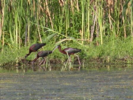 Ibis falcinelle (Plegadis falcinellus), Caraorman 06.06.2009