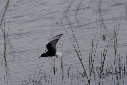 Guifette leucoptère (Chlidonias leucopterus), Letea 01.06.2006