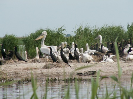 Kormorane & Krauskopfpelikane (Phalacrocorax carbo & Pelecanus crispus), gemischte Brutkolonie 05-2006