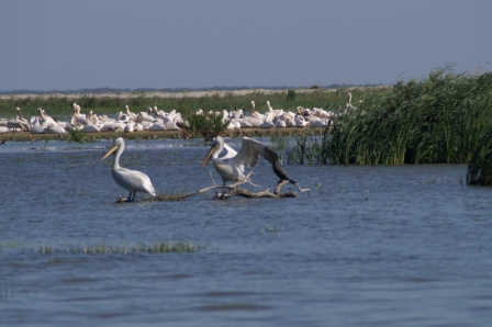 Pélicans frisé & blanc (Pelecanus crispus & P. onocrotalus), lagune de Sacalin 02.06.2007