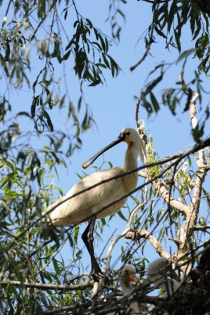Spatule blanche (Platalea leucorodia) avec oisillons, colonie nicheur 05.06.2010