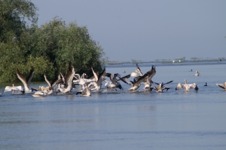 Gura în Laguna Sacalin - Pelicani comune (Pelecanus onocrotalus)