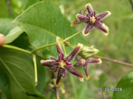 Letea-Wald - Griechische Liane (Periploca graeca), Blüten