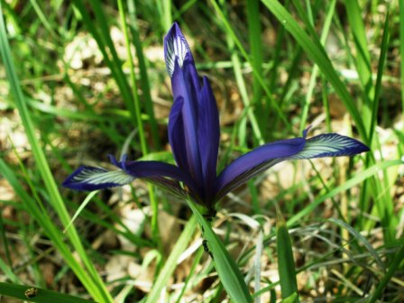 Sintenis-Schwertlilie (Iris sintenisii), Babadag-Wald 24.05.2006