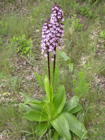Purpurknabenkraut (Orchis purpurea), Babadag-Wald 11.05.2008