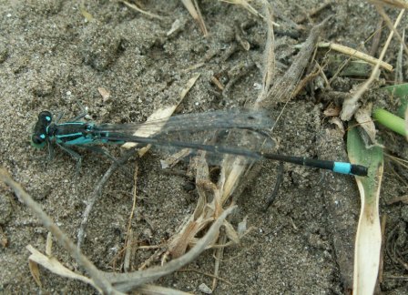 雄性长叶异痣蟌 (Ischnura elegans, ♂)，2008.6.