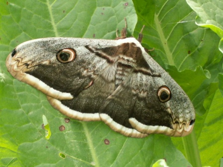 大天蚕蛾 (Saturnia pyri)，2010.5.11，如里洛夫卡