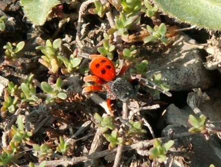 雄性摩拉维亚隆头蛛 (Eresus moravicus, ♂)，2006.5，都罗曼角