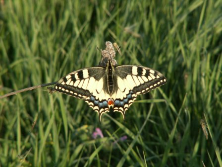 Coada rândunicii (Papilio machaon), Jurilovca 05-2007
