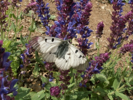 觅梦绢蝶 (Parnassius mnemosyne)，2010.5.16，斯拉瓦山谷