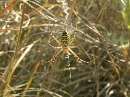 横纹金蛛 (Argiope bruennichi)，2006.7，如里洛夫卡