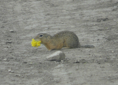 如里洛夫卡村郊区