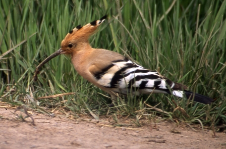 随处可见的戴胜 (Upupa epops)
