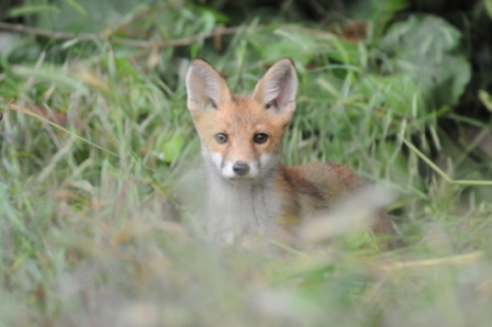 Renard jeune (Vulpes vulpes), Jurilovca 03.06.2010