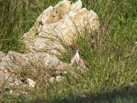 Belette (Mustela nivalis), Grindul Chituc 25.04.2008