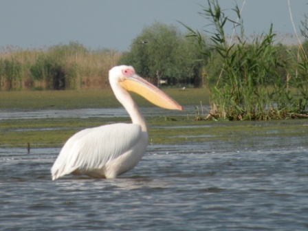 Pelican comun (Pelecanus onocrotalus)