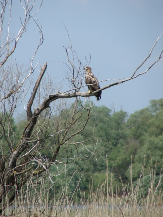 Codalb (Haliaeetus albicilla)