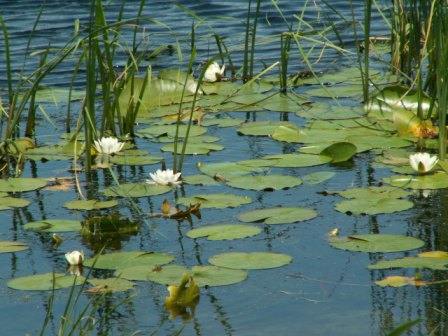 Nufări albi (Nymphaea alba)