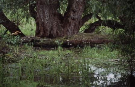 Salcie bătrână (Salix alba)