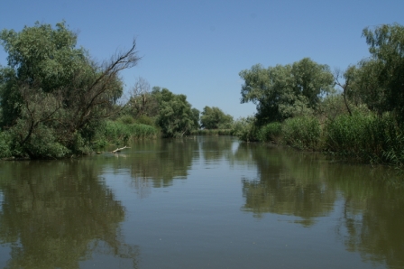 Sălcii bătrâne (Salix alba)