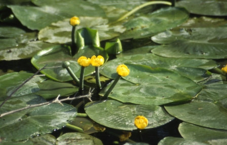 Nufăr galben (Nuphar lutea), Canalul Magearu 04.06.2008