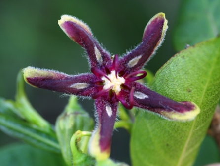 Liana Periplocă (Periploca graeca), Pădurea Letea 30.05.2006