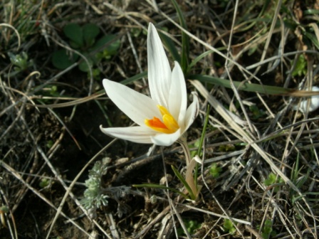 Crocus reticulatus, Jurilovca 01.03.2010