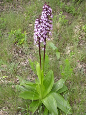 Orhideea Orchis purpurea, Pădurea Babadag 11.05.2008