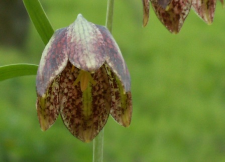 Lalea pestriţă, (Fritillaria orientalis), Fântâna Mare 16.04.2009